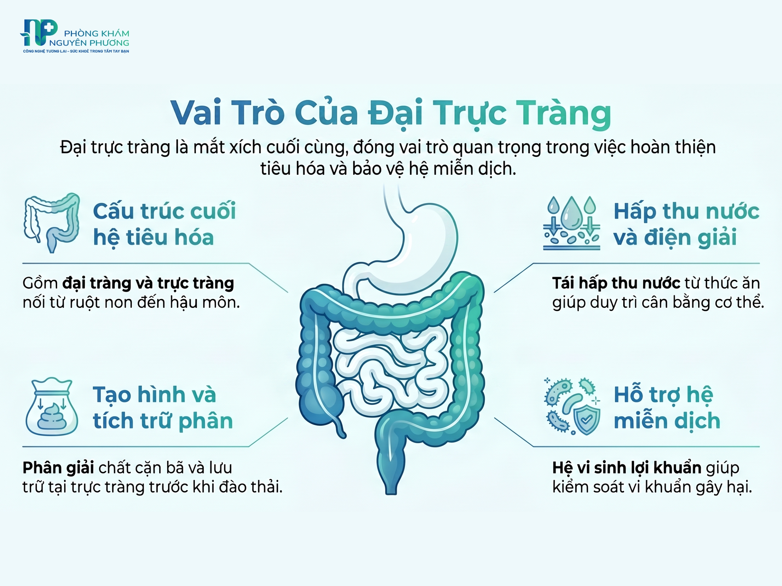 Đại trực tràng giữ vai trò quan trọng trong hệ tiêu hóa