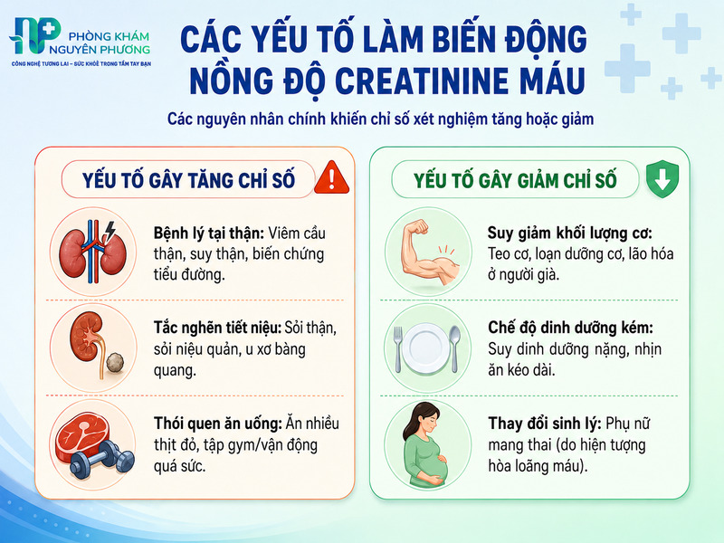 Các yếu tố bệnh lý và sinh lý gây biến động nồng độ creatinine