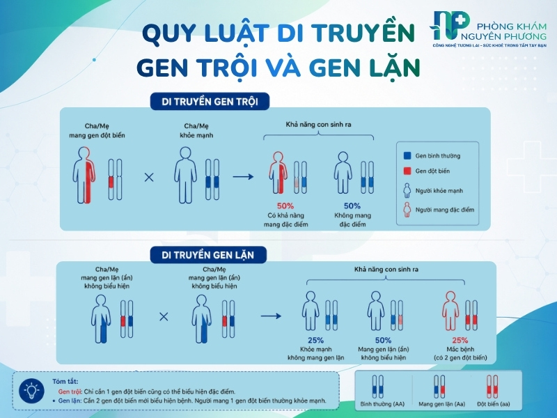 Mô phỏng xác suất di truyền các biến thể gen trội và gen lặn qua các thế hệ khi thụ thai