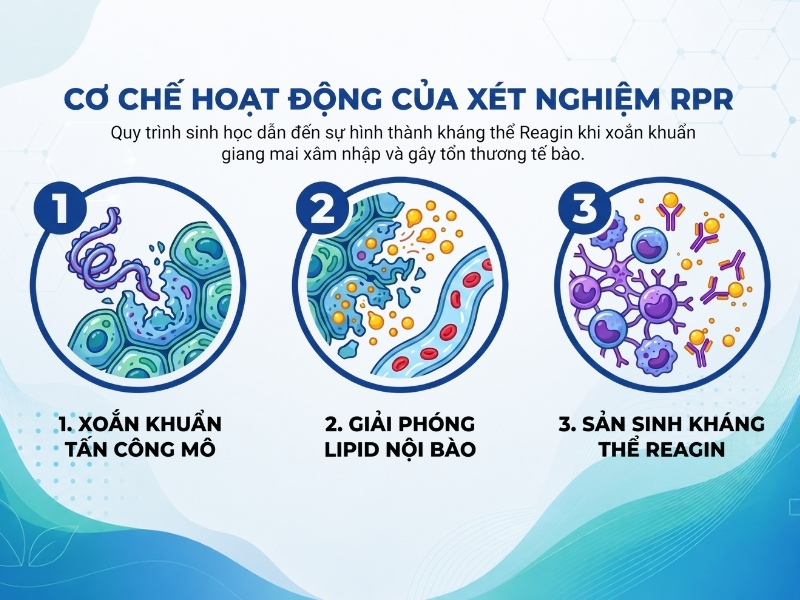 Sơ đồ minh họa cơ chế hệ miễn dịch sản sinh kháng thể reagin khi nhiễm xoắn khuẩn