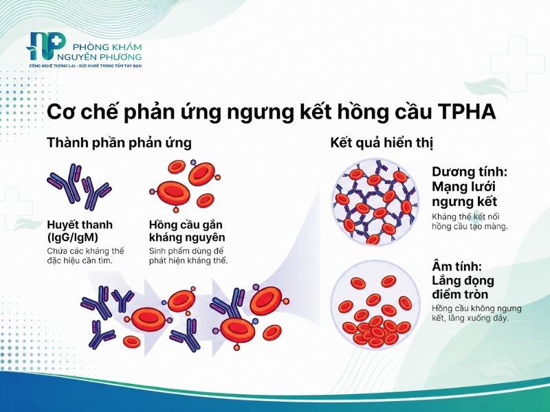 Nguyên lý ngưng kết hồng cầu trong xét nghiệm TPHA giúp phát hiện kháng thể giang mai