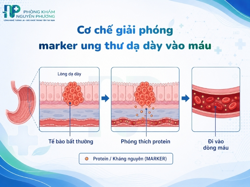 Cách thức tế bào dạ dày bất thường sản sinh protein và đi vào hệ tuần hoàn